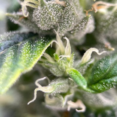 Lucyfur growlog timeline photo