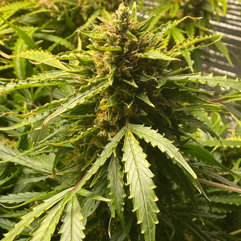 Candy Cane growlog timeline photo