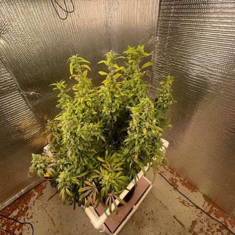 Lucyfur growlog timeline photo