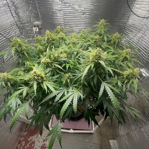 Candy Cane growlog timeline photo