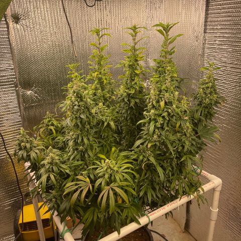 Lucyfur growlog timeline photo