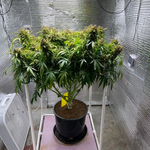 Candy Cane growlog timeline photo