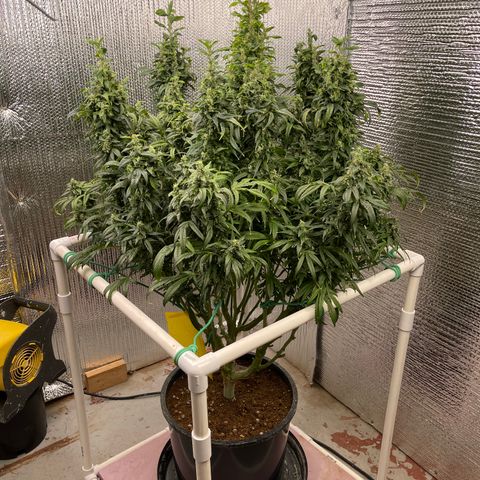Lucyfur growlog timeline photo
