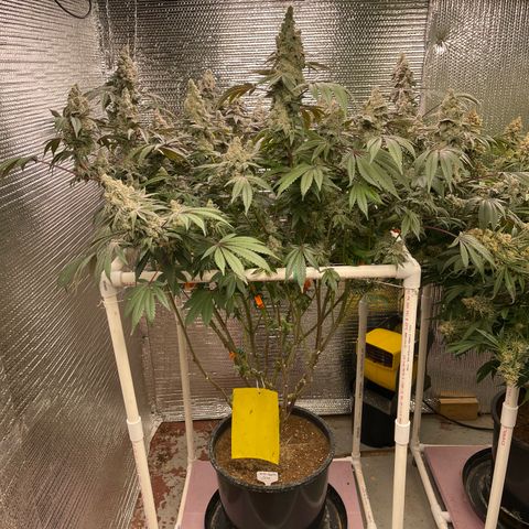 Princess Grodd growlog timeline photo