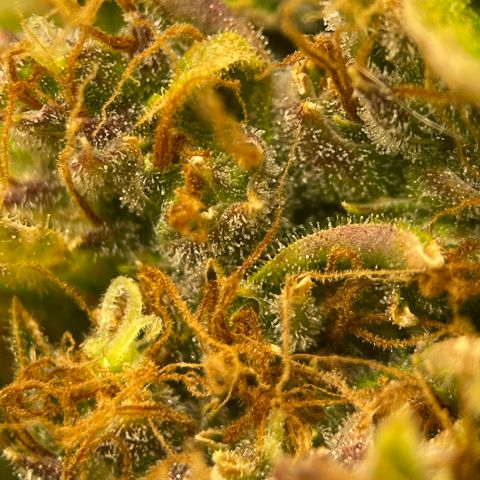 Candy Cane growlog timeline photo