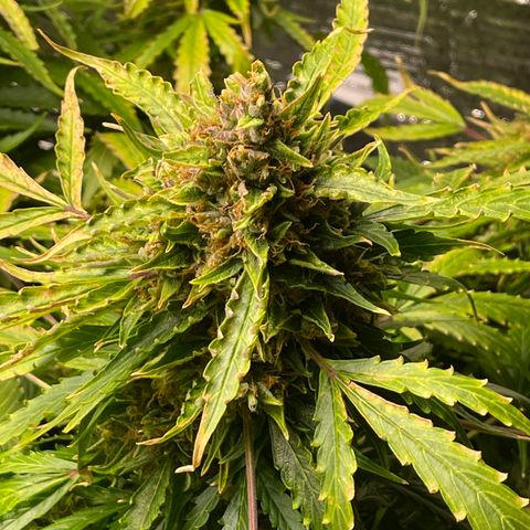 Candy Cane growlog timeline photo