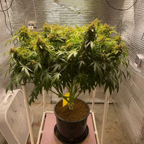 Candy Cane growlog timeline photo