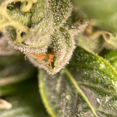 Lucyfur growlog timeline photo