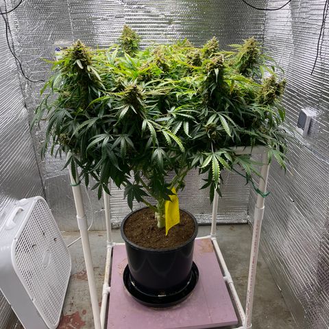 Candy Cane growlog timeline photo