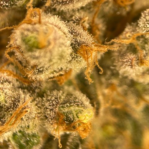 GI Jane growlog timeline photo