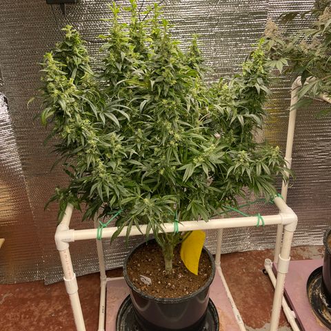 Lucyfur growlog timeline photo