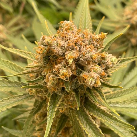 GI Jane growlog timeline photo