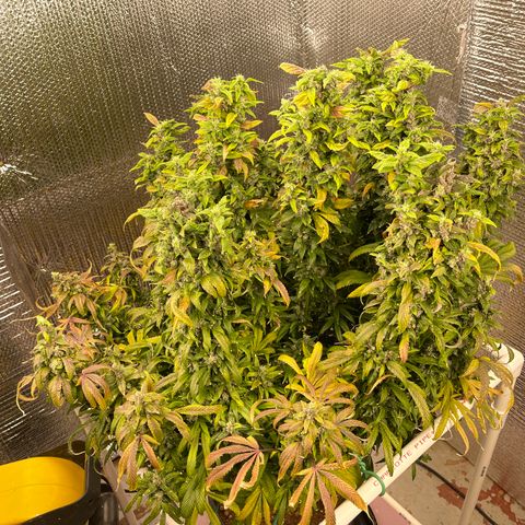 Lucyfur growlog timeline photo