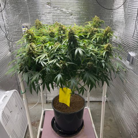 Candy Cane growlog timeline photo