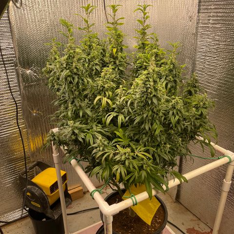 Lucyfur growlog timeline photo