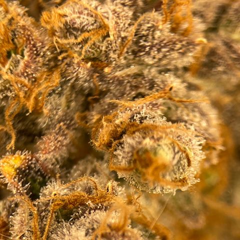 GI Jane growlog timeline photo