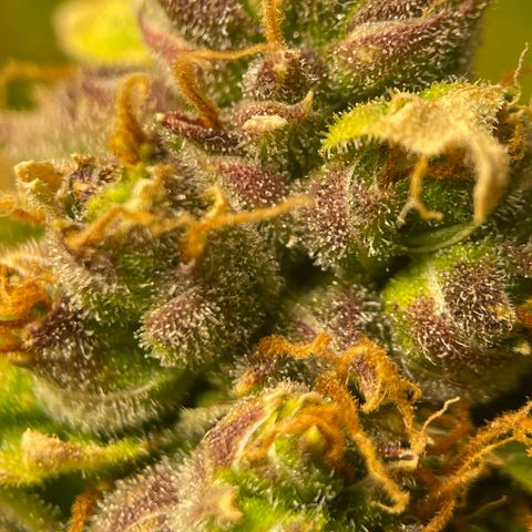 Candy Cane growlog timeline photo
