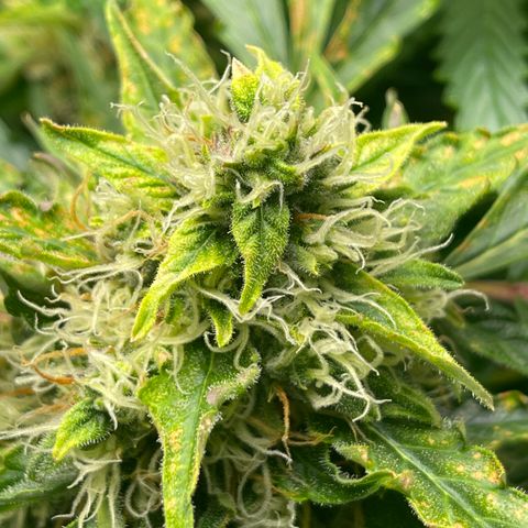 Candy Cane growlog timeline photo