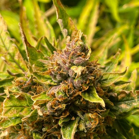 Candy Cane growlog timeline photo