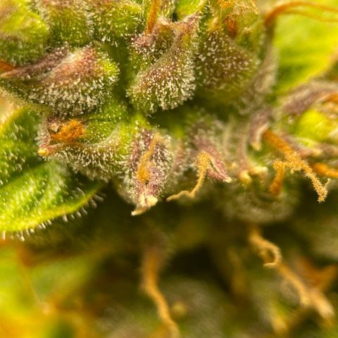 Candy Cane growlog timeline photo