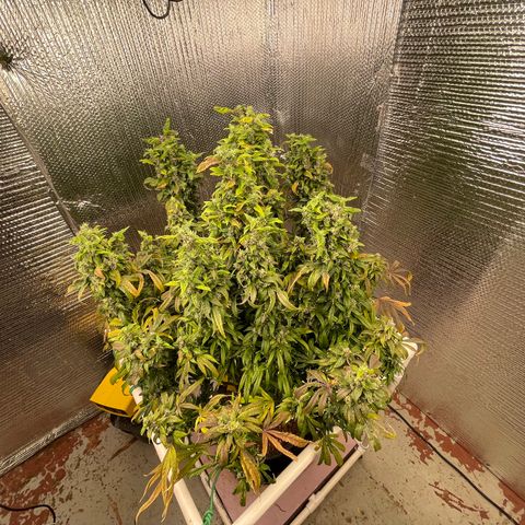 Lucyfur growlog timeline photo