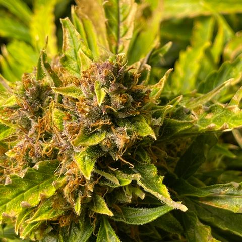 Candy Cane growlog timeline photo