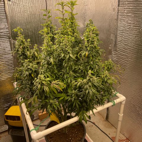 Lucyfur growlog timeline photo