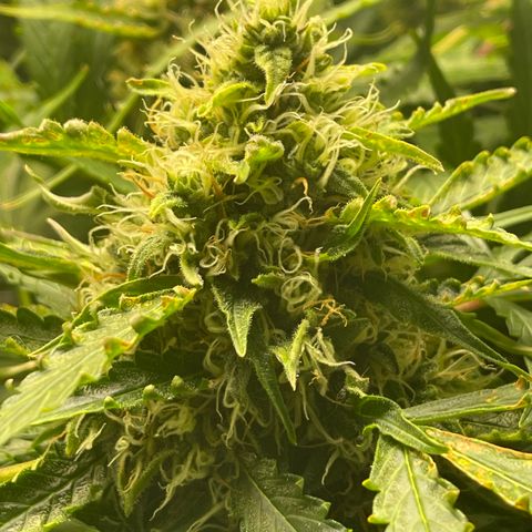 Candy Cane growlog timeline photo
