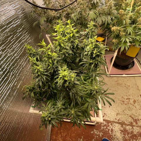 Lucyfur growlog timeline photo
