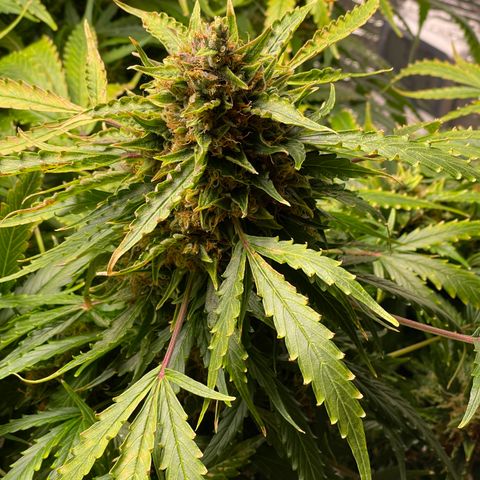 Candy Cane growlog timeline photo