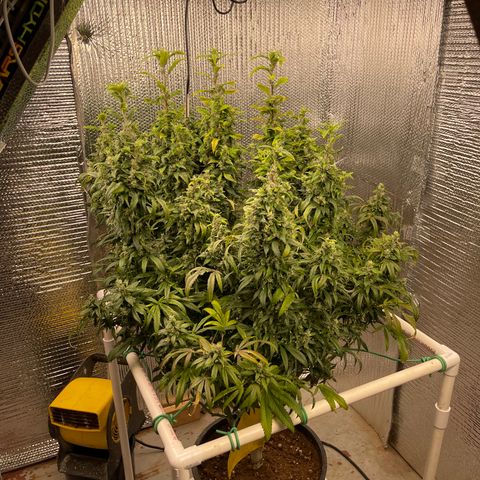 Lucyfur growlog timeline photo