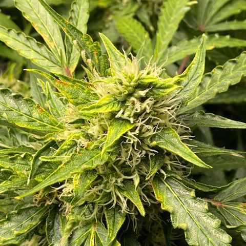 Candy Cane growlog timeline photo