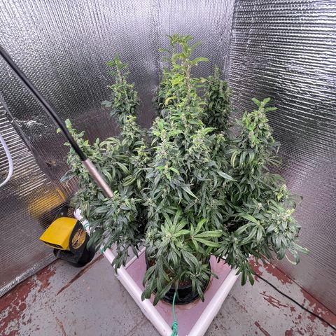 Lucyfur growlog timeline photo