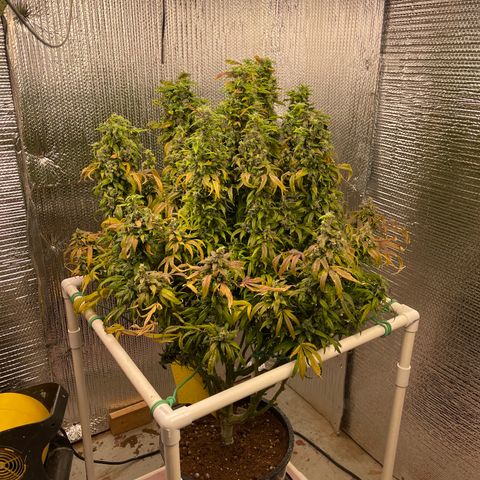 Lucyfur growlog timeline photo