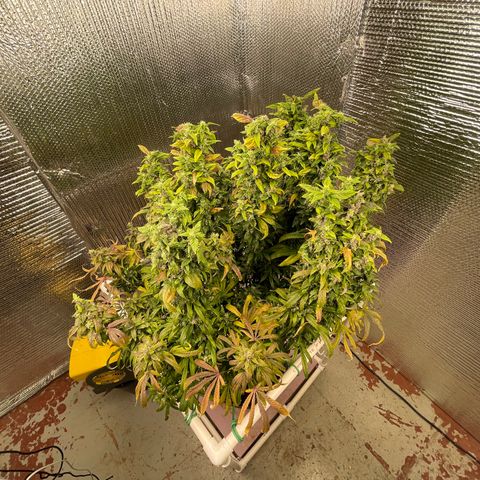 Lucyfur growlog timeline photo
