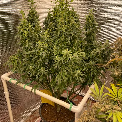 Lucyfur growlog timeline photo