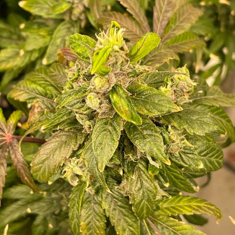 Lucyfur growlog timeline photo