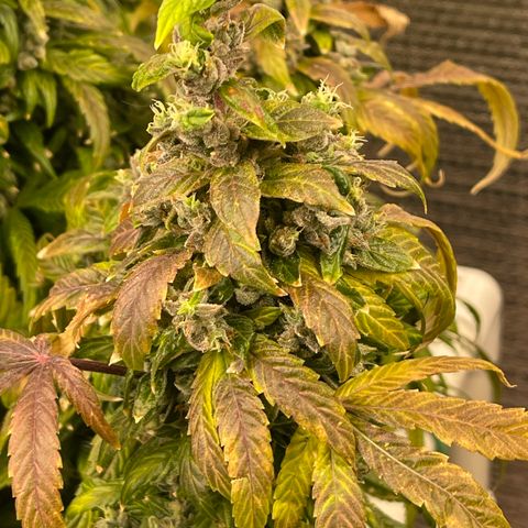 Lucyfur growlog timeline photo