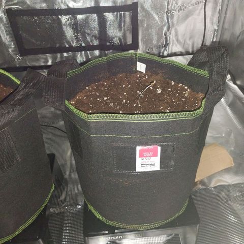 Pineapple Express Auto growlog timeline photo