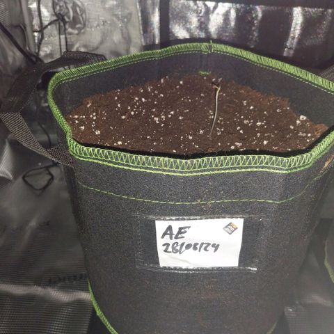 Pineapple Express Auto growlog timeline photo