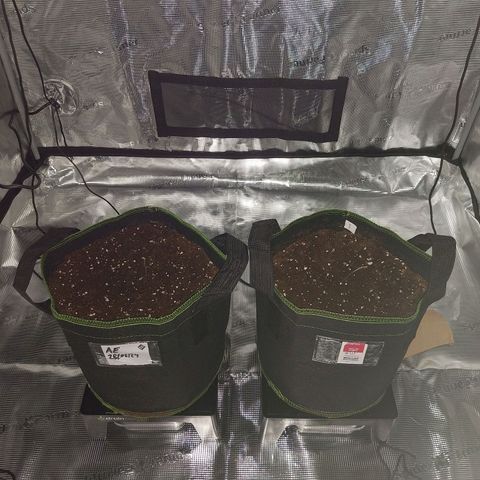 Pineapple Express Auto growlog timeline photo