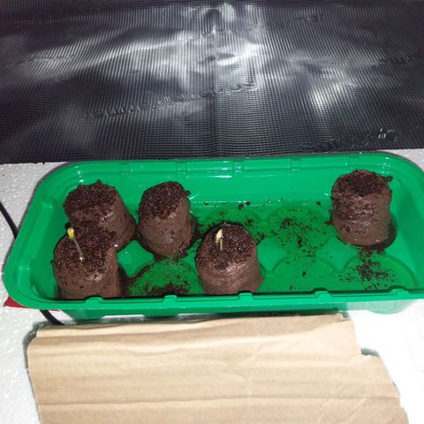 Pineapple Express Auto growlog timeline photo
