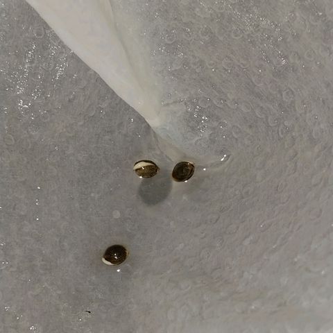 Pineapple Express Auto growlog timeline photo