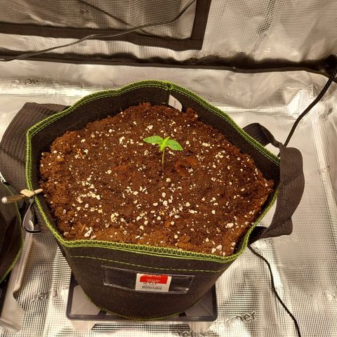 Pineapple Express Auto growlog timeline photo