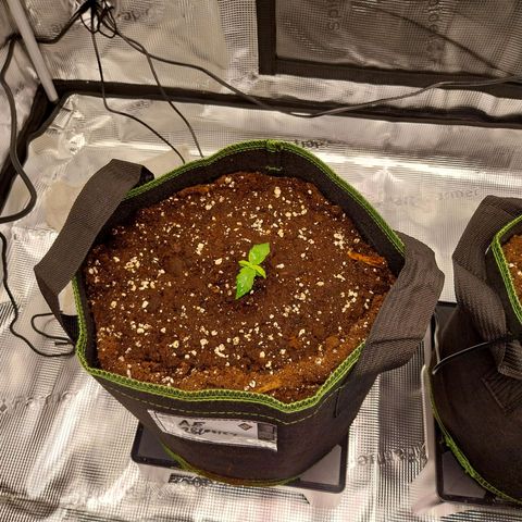 Pineapple Express Auto growlog timeline photo
