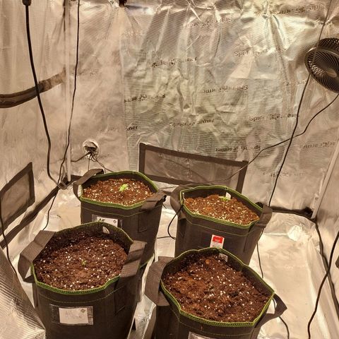Pineapple Express Auto growlog timeline photo