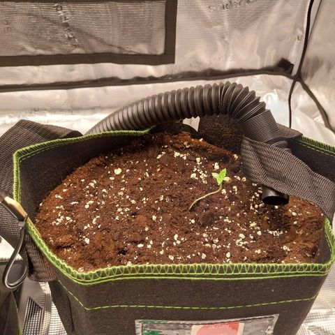 Pineapple Express Auto growlog timeline photo