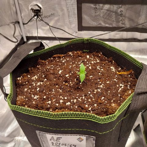 Pineapple Express Auto growlog timeline photo