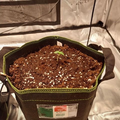 Pineapple Express Auto growlog timeline photo