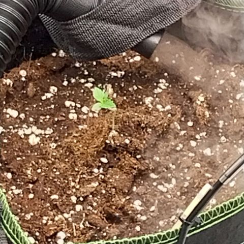 Pineapple Express Auto growlog timeline photo